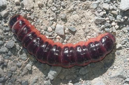 Cossus cossus